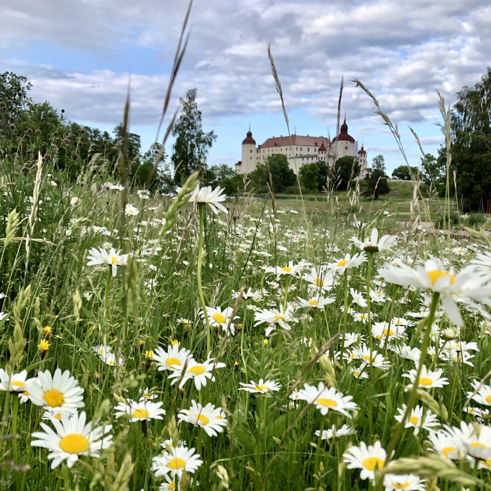 Schloss mit einem Feld von Gänseblümchen
