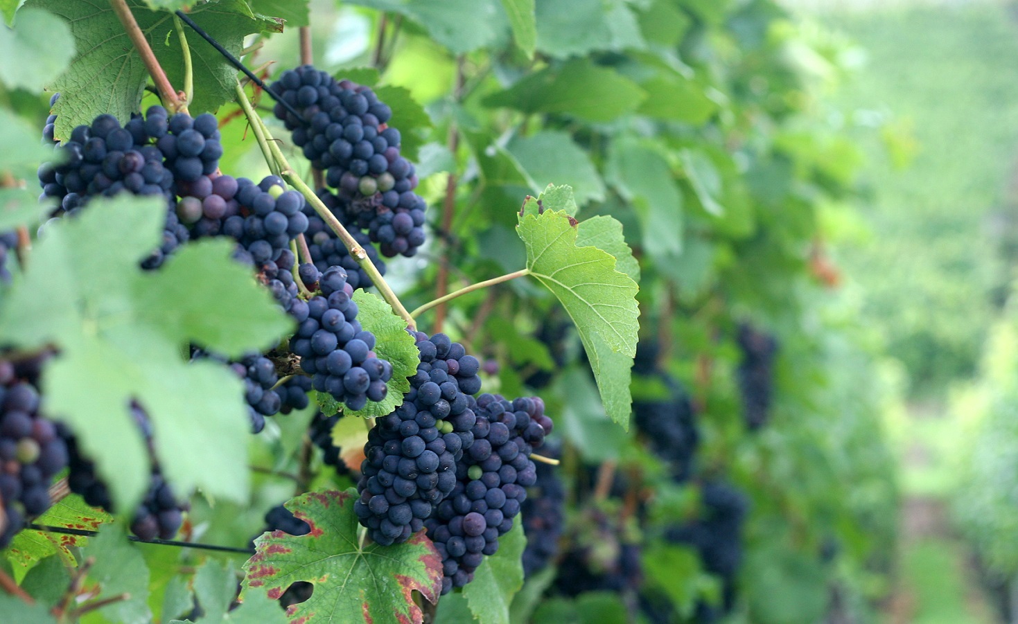 oregon pinot noir bergström wines