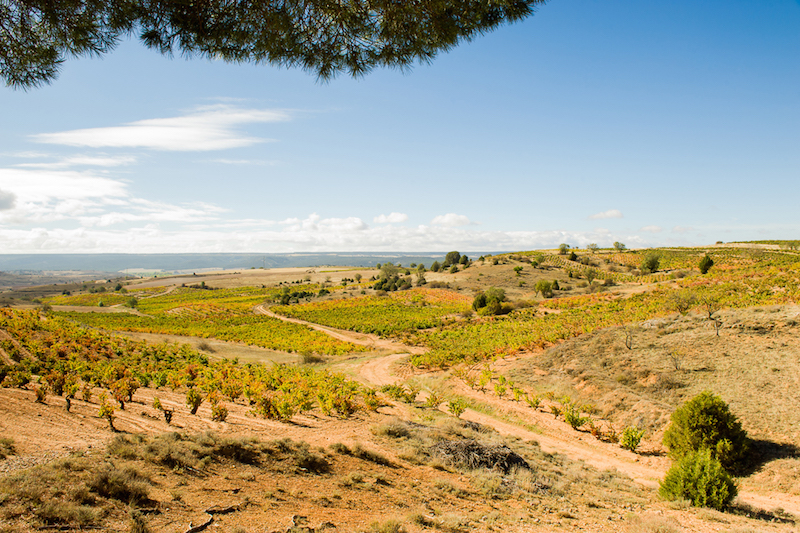 ribera-del-duero