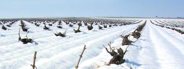 vinrankor-rueda-vinter