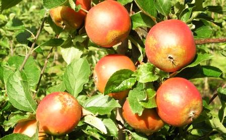applen-fran-kiviks-musteri-osterlen