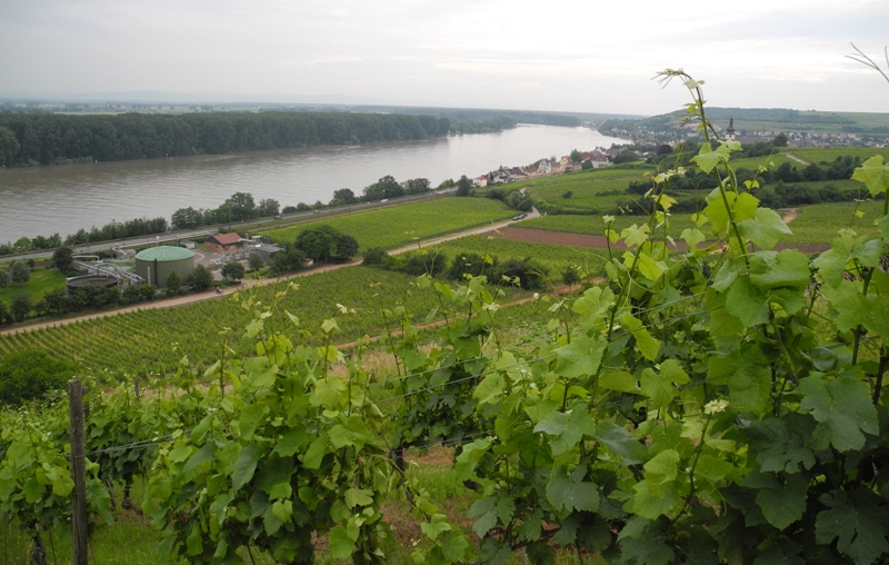rheinhessen-tysklands-storsta-vindistrikt-vinbanken