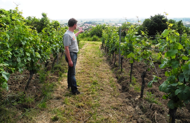 weingut-stefan-sander-rheinhessen-copy-vinbanken