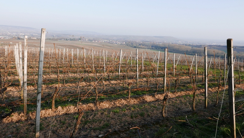 alltid-nara-vin-i-nahe-vinregion-nahe-i-tyskland