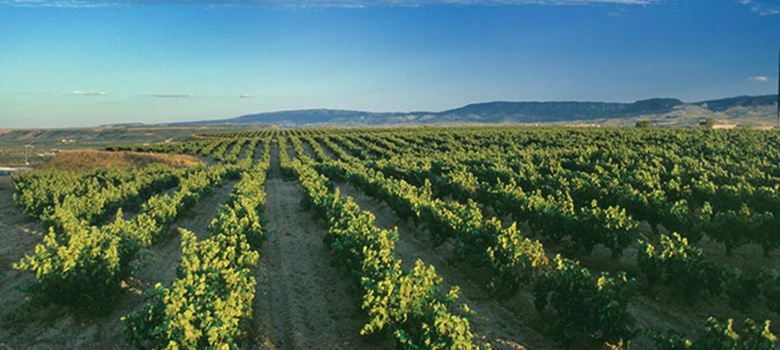 bodegas_valdemar