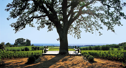 rnellaia-bolgheri-vinkoplistan-vinbanken