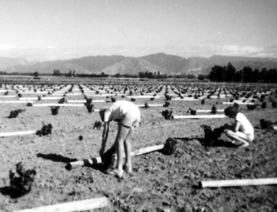 vineyard-planting-saint-clair-family-estate-vinbanken