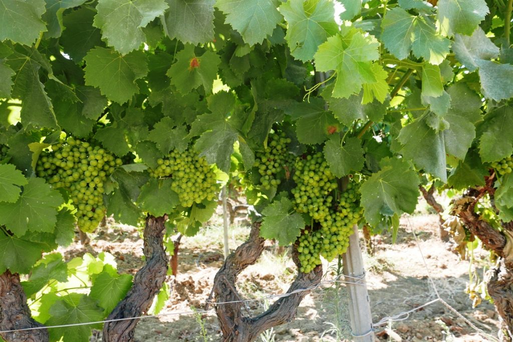 grenachedruvor-chateau-minuty-vinbanken