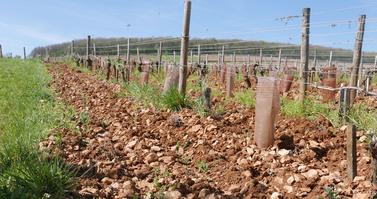cortonkullen-maison-louis-latour