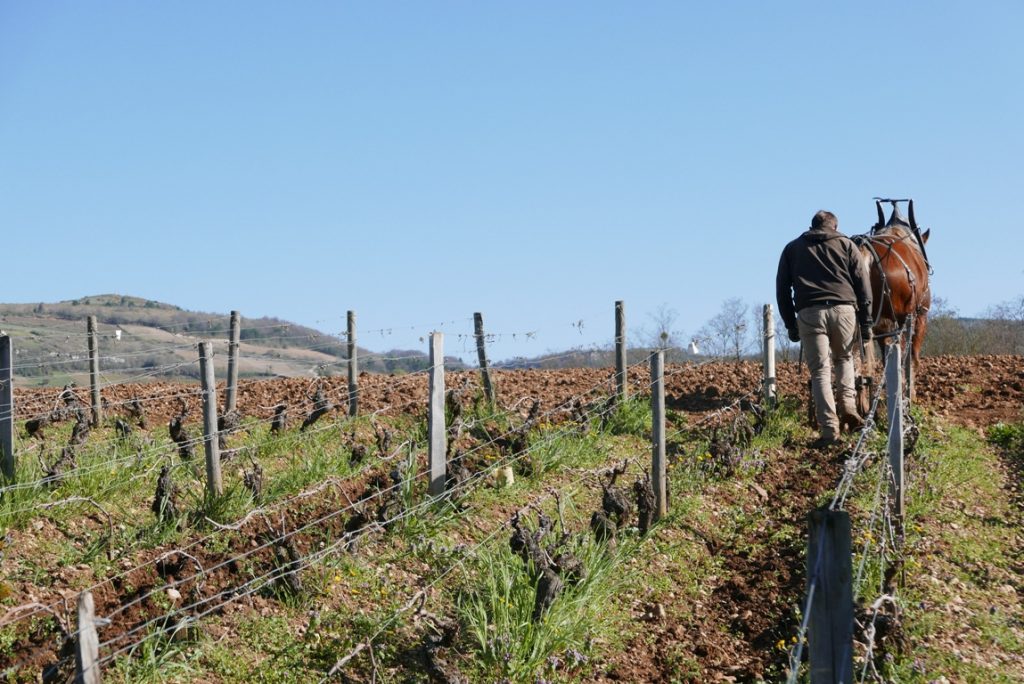 domaine-chevrot-et-fils-maranges-organic-vinbanken