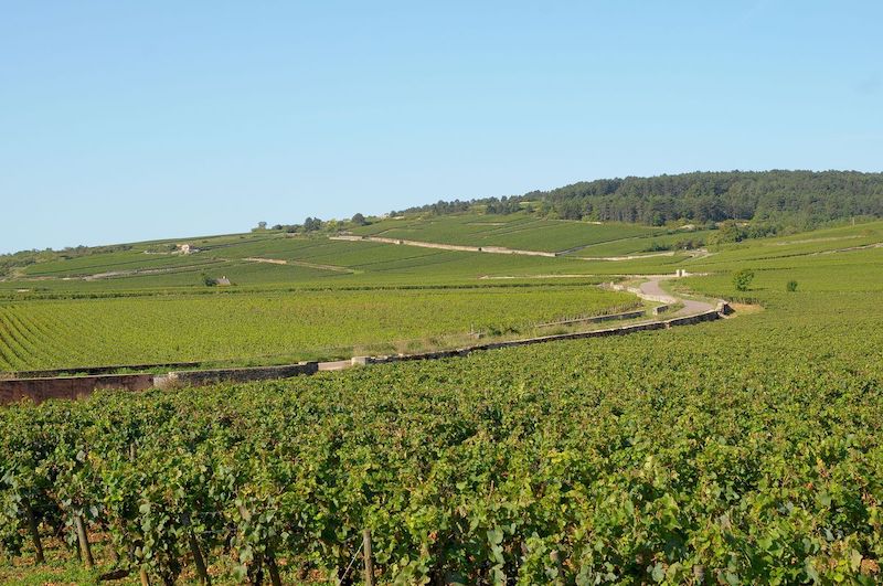 pommard-i-cote-de-beaune-och-vinmakare-pa-gang