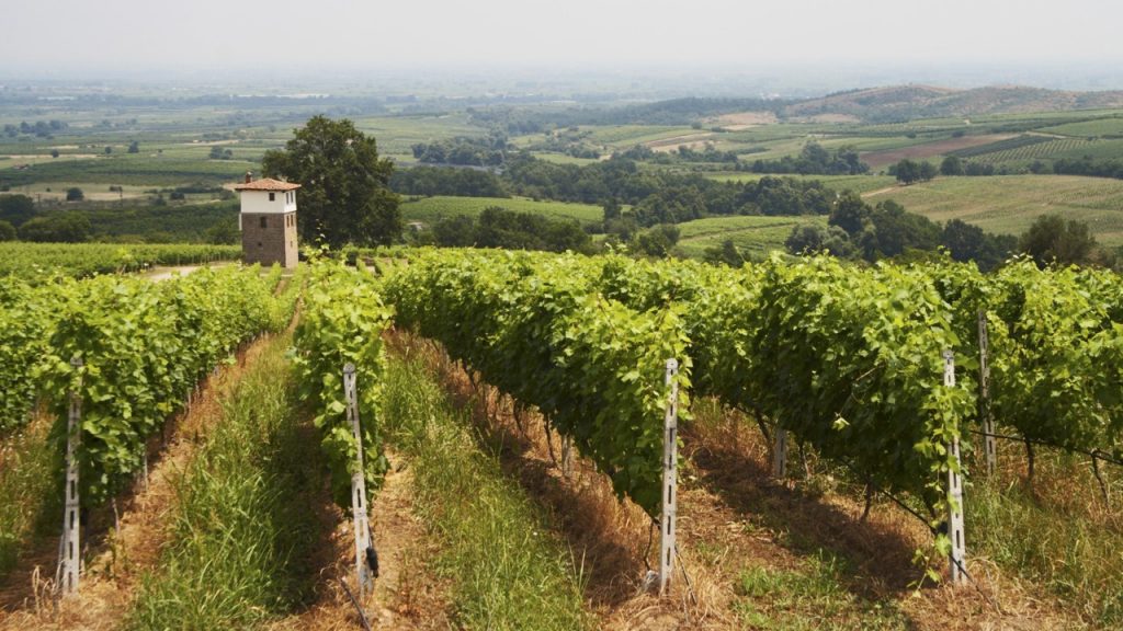 kir-yianni-estate-vitt-vin-assyrtiko-vinkoplistan-vinbanken