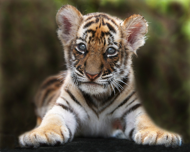tigerprojekt WWF