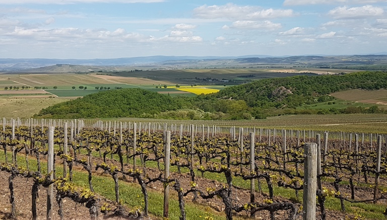 rheinhessen-april-2018-vdp-vinbanken