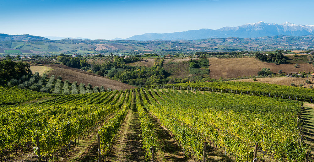 Umani-Ronchi-ekologiska-viner-fran-marche-och-abruzzo