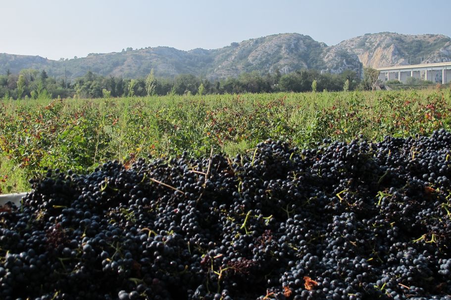 Erica-Landin-harvest-Domaine-Duseigneur-Rhone