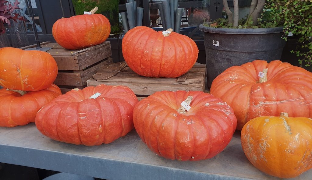 samlade-tips-halloween-vinbanken