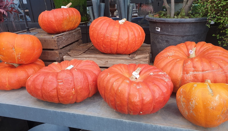 vintips-vinbankens-bästa-recept-till-halloween