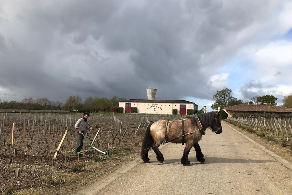 primörprovning-Château Carbonnieux-bordeaux-analys-årgångens-väder-vinbanken