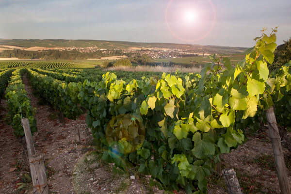 bra-chablis-till-nyårsfest