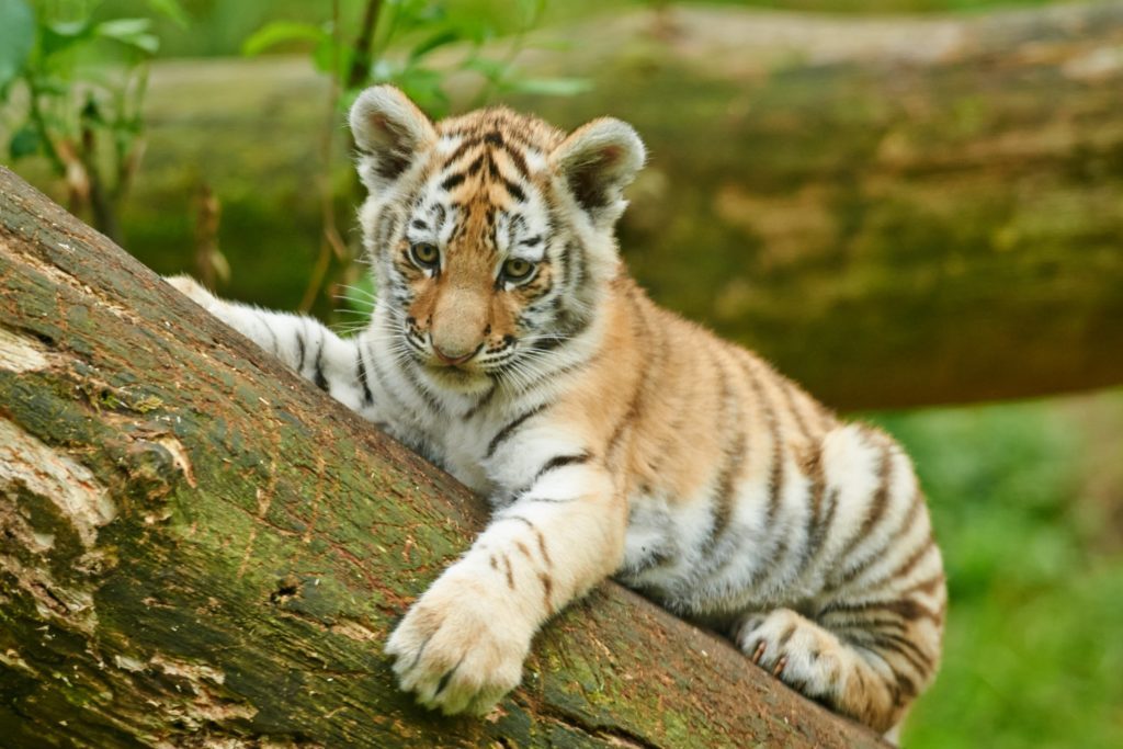 tiger_medium_vinbanken-jul-2019