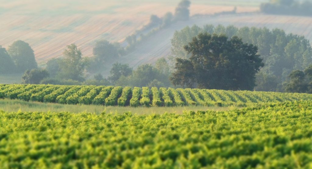 forandringens-tid-i-muscadet-vinbanken