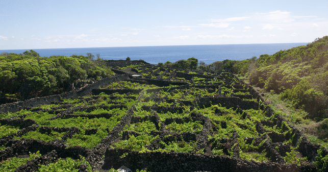 Vingård azores wine company med antonio macanita