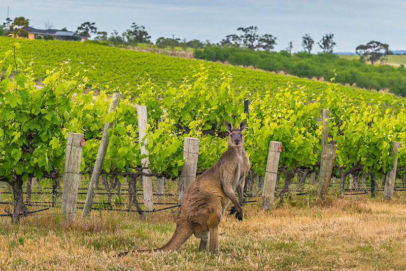 roda-toppviner-fran-australien-vinbanken