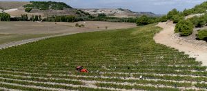 vingardar-protos-ribera-del-duero-Vinbanken