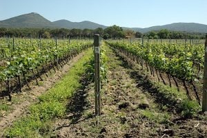 camarcanda-bolgheri-vinbanken