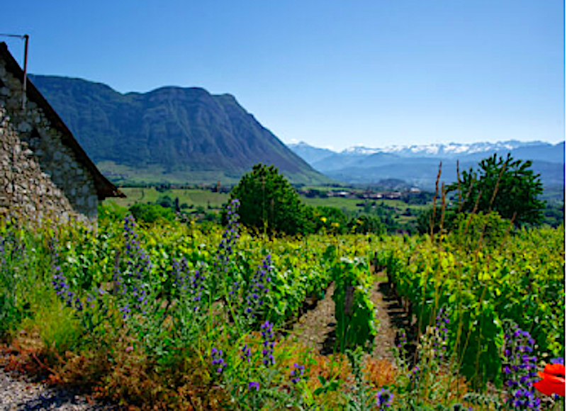 Vin-fran-Savoie-med-sparsmakade-vin-parlor-vinbanken