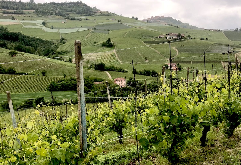 barolo-2017-snalla-viner-att-dricka-nu-vinbanken