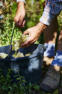 ga-pa-bio-vin-fran-alsace-ar-en-form-av-eko-alsace-viner-vinbanken