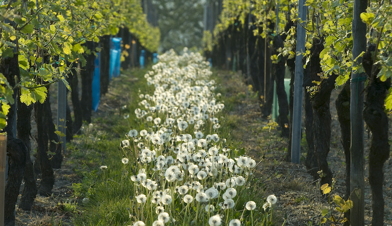 ga-pa-bio-vin-fran-alsace-ar-en-form-av-eko-alsace-viner-vinbanken-CopyrightConseilVinsAlsace
