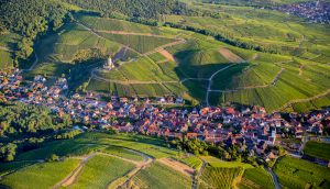 ga-pa-bio-vin-fran-alsace-ar-en-form-av-eko-alsace-viner-vinbanken-katzentahl