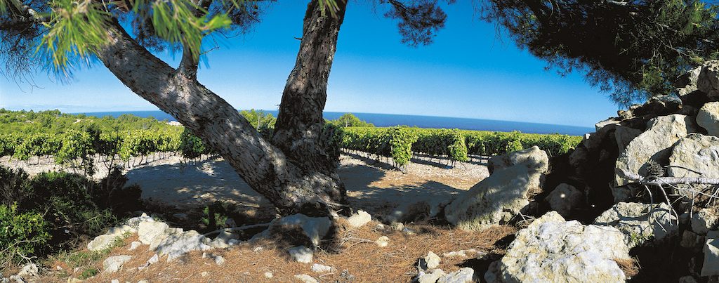 IGP-Pays-d’Oc-Languedoc-Roussillon-for-mangfald-och-prisvarde-vinbanken