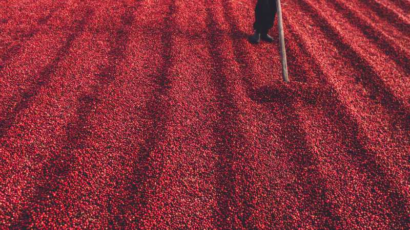 A person raking through a vast expanse of red coffee berries drying in the sun