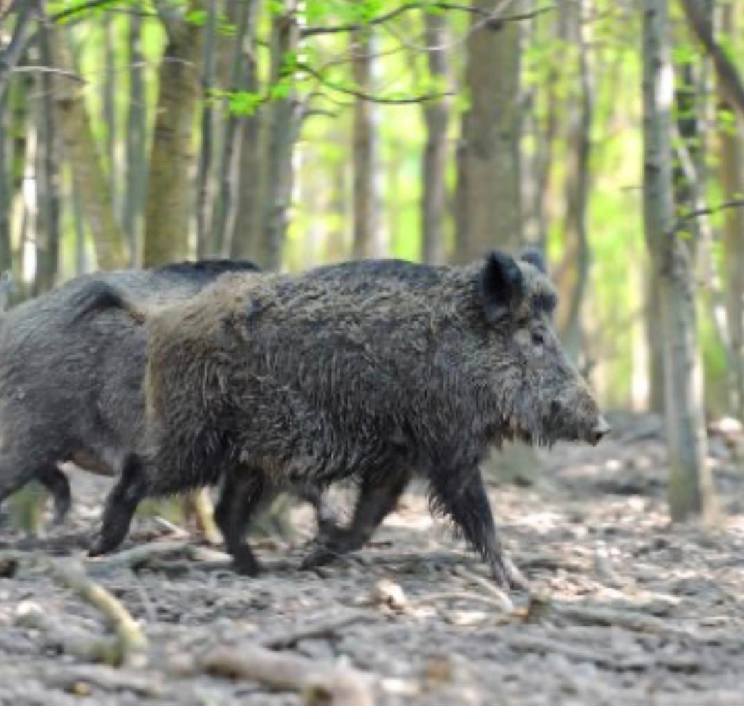 AUGC denuncia la irresponsabilidad del Gobierno: La crisis de Peste Porcina Africana en Cataluña confirma el error de desmantelar al SEPRONA