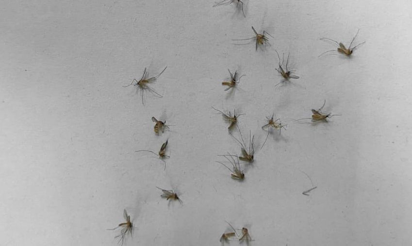 El mayor puesto provincial de Valencia sufre una plaga de mosquitos que atormenta a Guardias Civiles y detenidos
