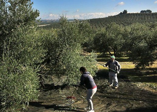 Reunión de trabajo entre AUGC y ASAJA sobre la seguridad en la campaña olivarera en Andalucía