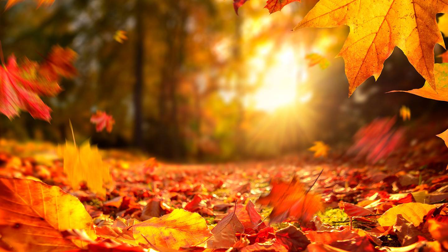 Descárgate el boletín de ofertas y servicios para afiliados del mes de octubre