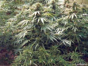 AUGC denuncia la acumulación de plantas de marihuana en las dependencias oficiales de la Guardia Civil