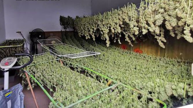 AUGC Huelva denuncia el incumplimiento de los riesgos laborales en cuanto al depósito y transporte de las plantas de marihuana