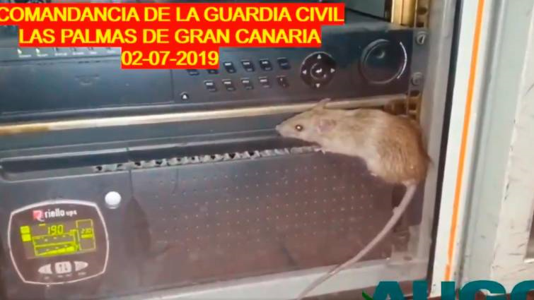 Así deben trabajar los guardias civiles: ratas en el cuartel