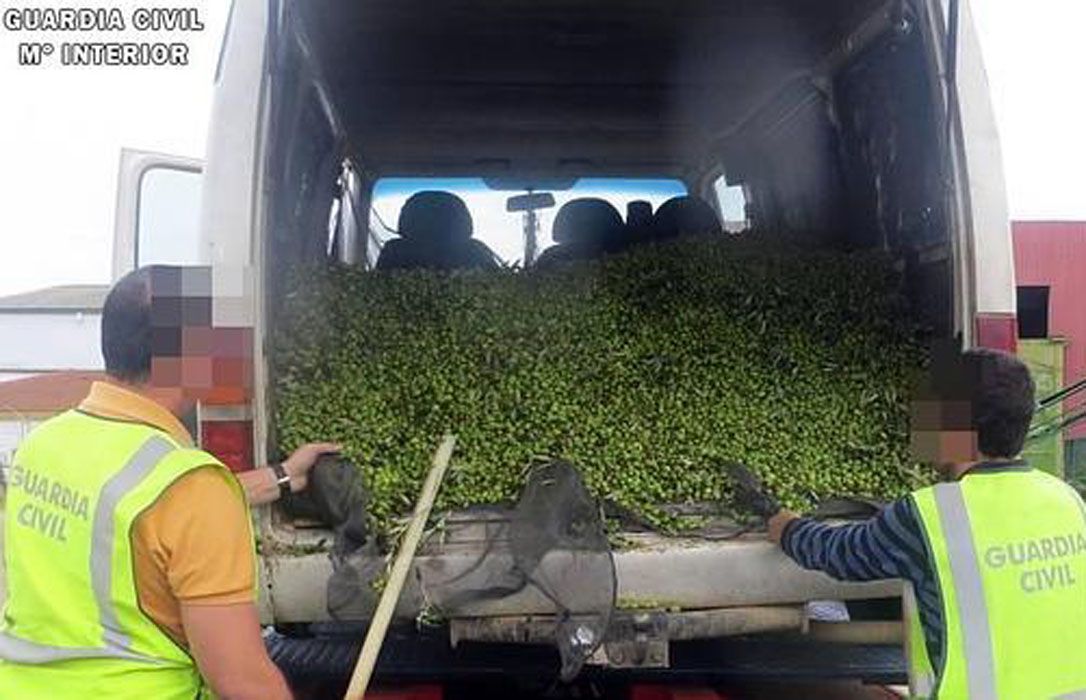 AUGC Badajoz denuncia la oleada de robo de aceitunas en la provincia