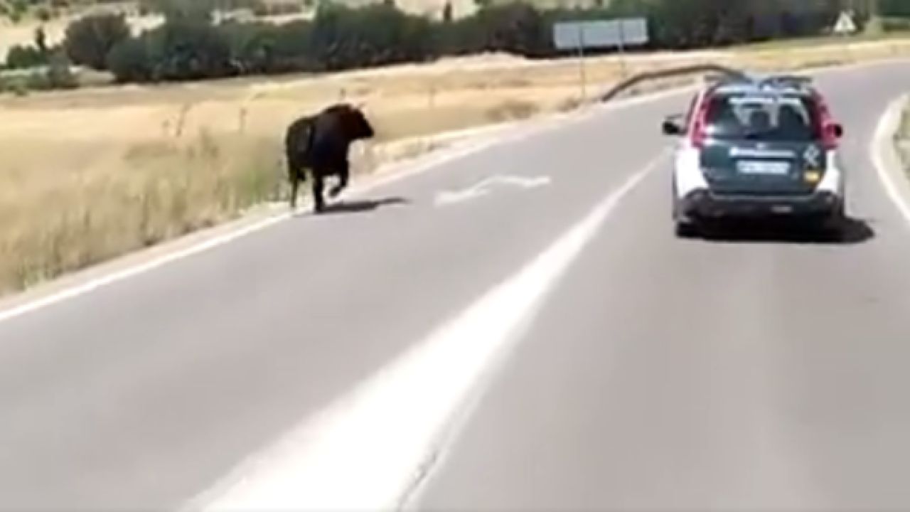 AUGC denuncia la carencia de medidas de prevención laboral y seguridad para los Guardias Civiles en los encierros