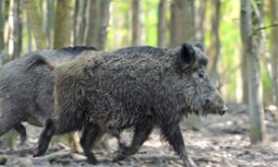 AUGC denuncia la irresponsabilidad del Gobierno: La crisis de Peste Porcina Africana en Cataluña confirma el error de desmantelar al SEPRONA