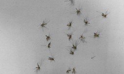 El mayor puesto provincial de Valencia sufre una plaga de mosquitos que atormenta a Guardias Civiles y detenidos