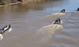 AUGC indignada y abochornada ante la impunidad del narcotráfico en el Guadalquivir