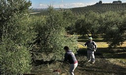 Reunión de trabajo entre AUGC y ASAJA sobre la seguridad en la campaña olivarera en Andalucía